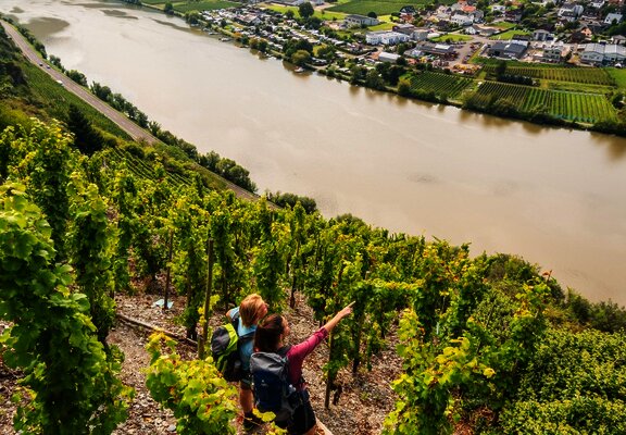 Blick auf die Mosel bei Mehring