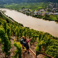 Blick auf die Mosel bei Mehring