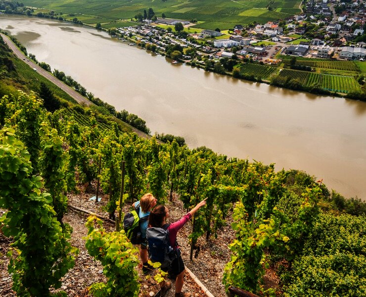 Blick auf die Mosel bei Mehring