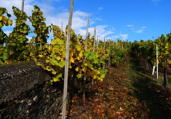 Umgeben von Weinreben