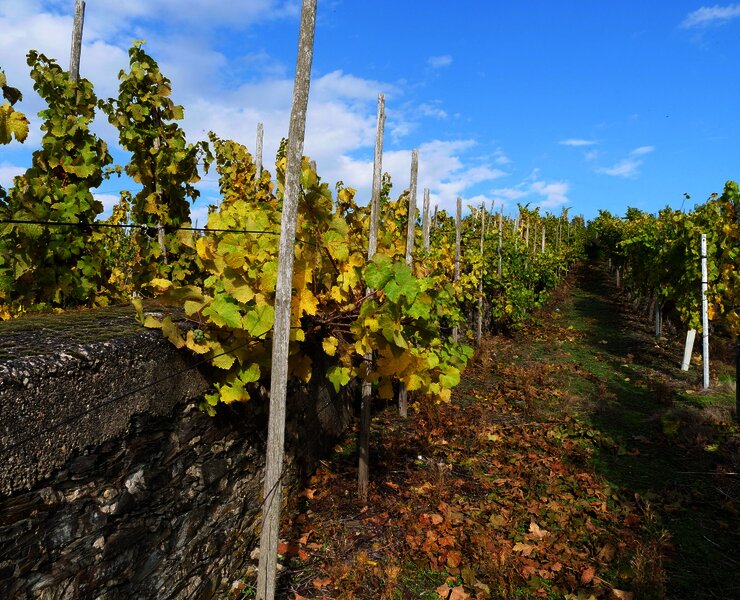 Umgeben von Weinreben