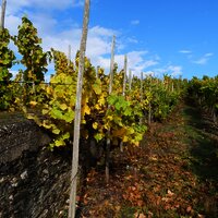 Umgeben von Weinreben