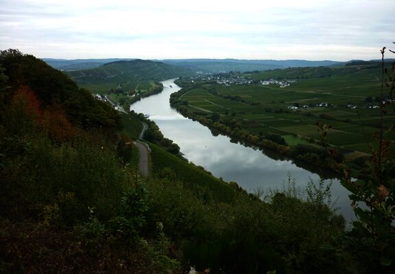 Blick flussabwärts aus den Kestener Weinbergen Richtung Brauneberg. Links am Hang einige Häuser von Kesten