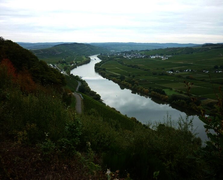 Blick flussabwärts aus den Kestener Weinbergen Richtung Brauneberg. Links am Hang einige Häuser von Kesten