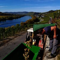 Weingut Kochan & Platz Traubenlese