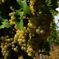 Weintrauben entlang des Weges