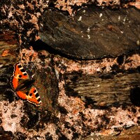 Schmetterling in den Weinbergen