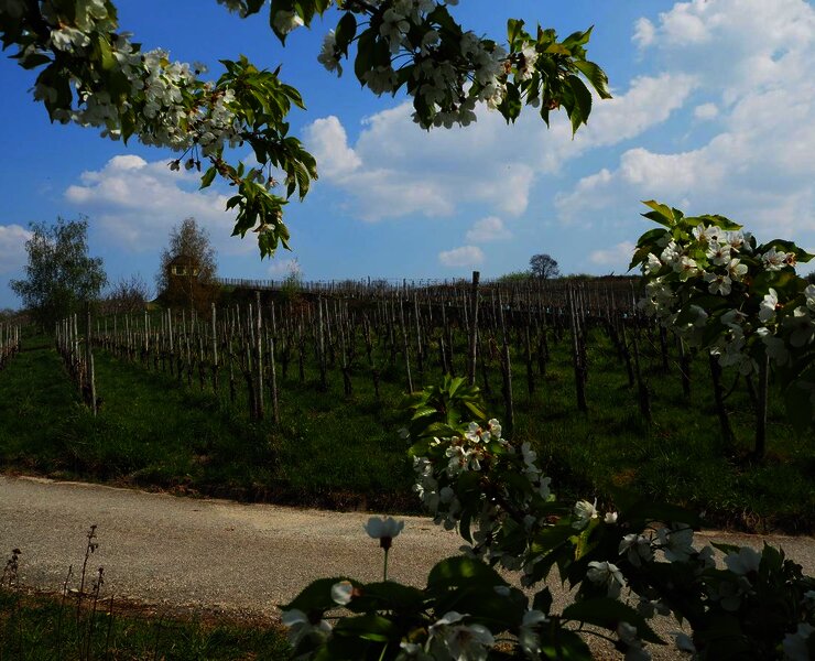 Helenenkloster Weinberg