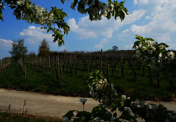 Helenenkloster Weinberg