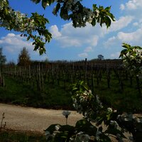 Helenenkloster Weinberg