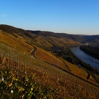 Weingut-Weinberge_Mosel