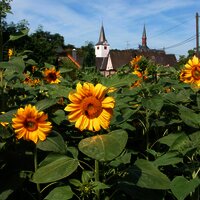 Sonnenblume im Garten