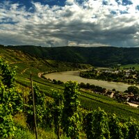 Ausblick vom Moselsteig auf die Mosel bei Leiwen