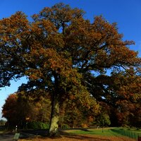 Große Eiche am Ortseingang Valwigerberg