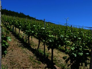 Weinberge an der Mosel