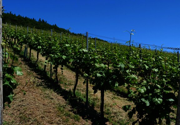 Weinberge an der Mosel