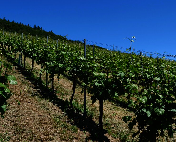 Weinberge an der Mosel