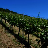Weinberge an der Mosel