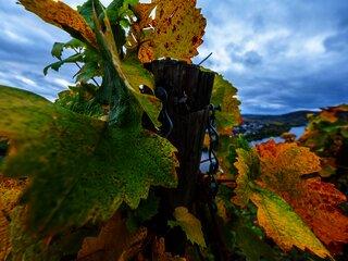 Weinberge an der Mosel