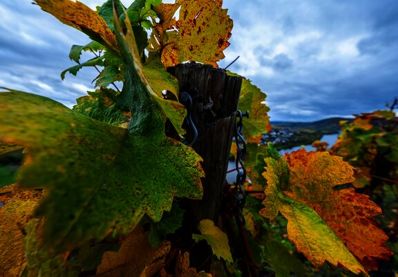 Weinberge an der Mosel