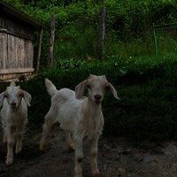 Zwei Ziegen im Eselspächengehege