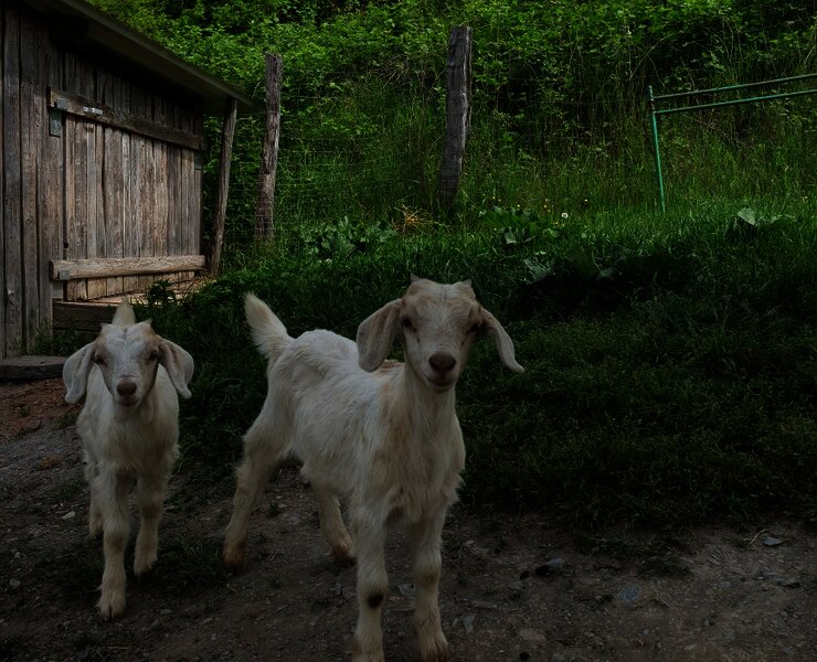 Zwei Ziegen im Eselspächengehege