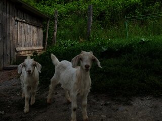 Zwei Ziegen im Eselspächengehege