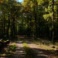 Natur pur - Waldabschnitt entlang der Strecke