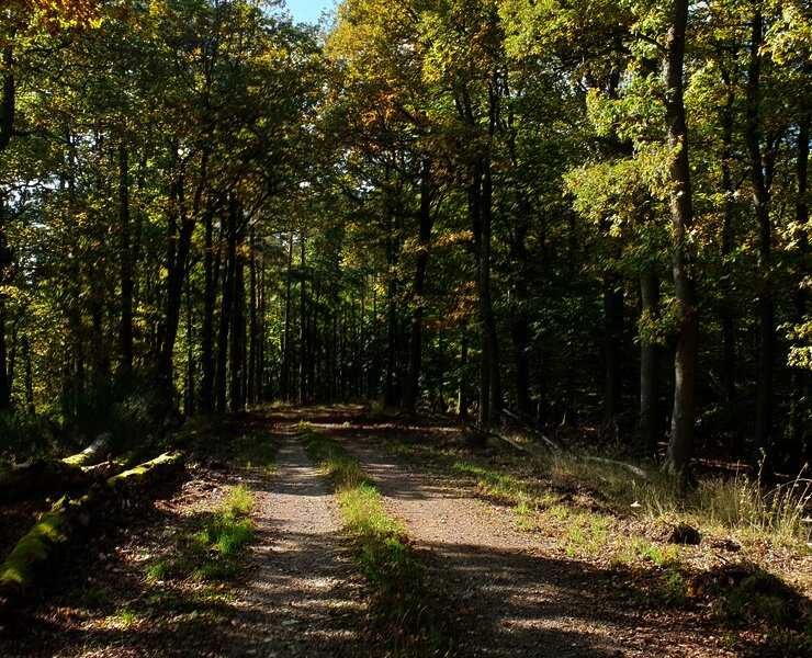 Natur pur - Waldabschnitt entlang der Strecke