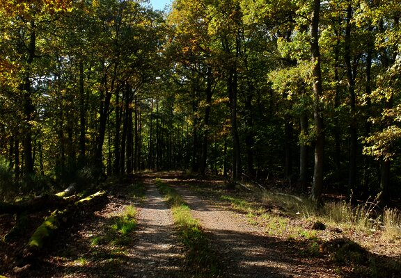 Natur pur - Waldabschnitt entlang der Strecke