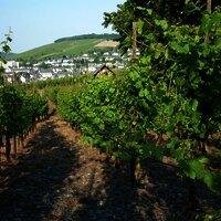 Weinberg