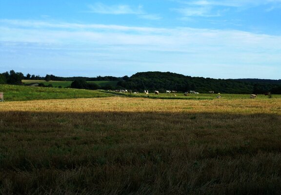 Ausblick auf die Wiesenlandschaft