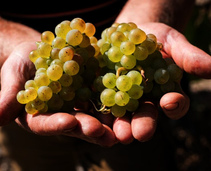Bioweingut Hubertushof Trauben