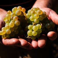 Bioweingut Hubertushof Trauben