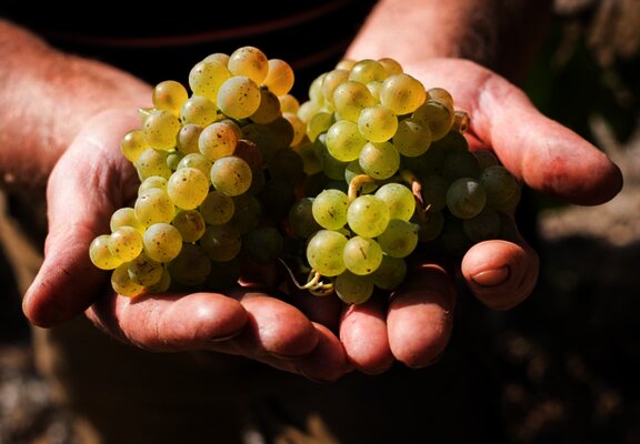 Bioweingut Hubertushof Trauben