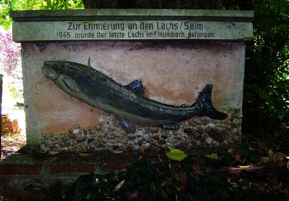 Flaumbachtal: 'Der letzte Lachs'