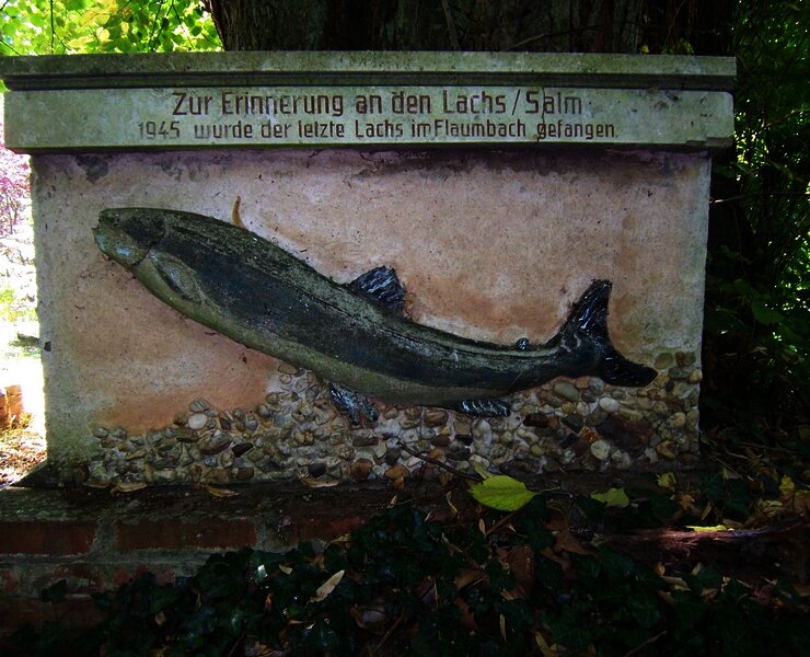 Flaumbachtal: 'Der letzte Lachs'