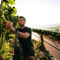 Winzer in Weinberg