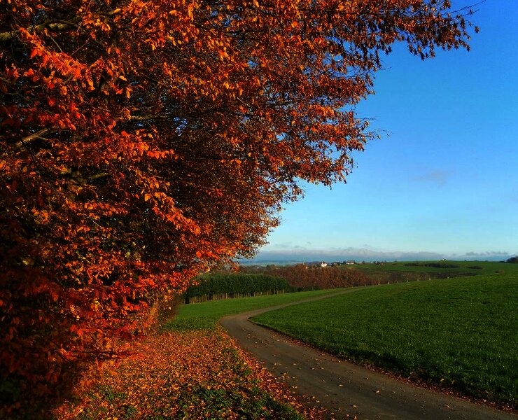 Blick auf Longkamp im Mosel-Hunsrück