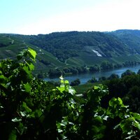 Blick aus den Weinbergen auf die Märtyrerkapelle bei Neumagen