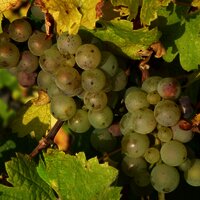 Rieslingtraube