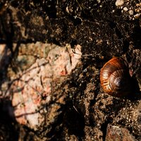 Schnecke an einer Weinbergsmauer