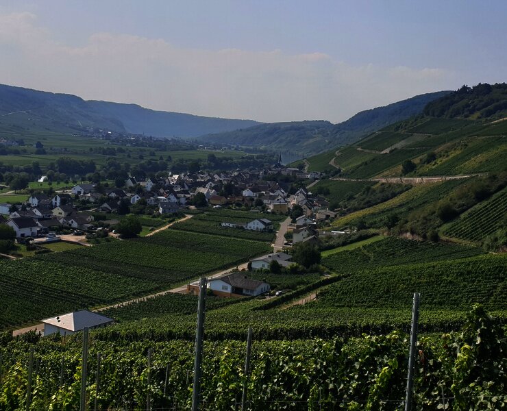 Blick auf den Ort Kesten und die Weinberge