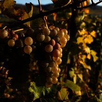 Weintrauben im Weinberg