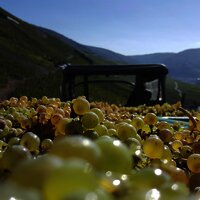 Weinlese