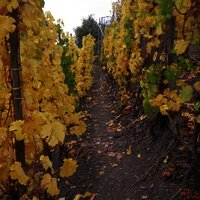 Pfad durch die Weinberge zwischen Beilstein und Bruttig-Fankel