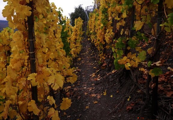 Pfad durch die Weinberge zwischen Beilstein und Bruttig-Fankel