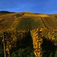 Herbst in den Weinbergen