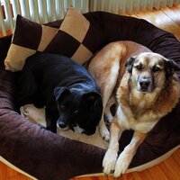 Immer willkommen - die Vierbeiner