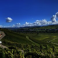 Weingut Thomas Hoffmann - Weinberge